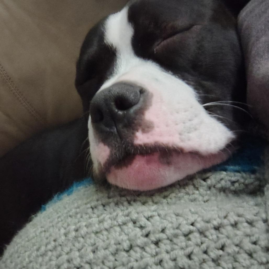 Enlarge Diamond, a Adoptable mixed breed in Normal, IL image 2/5