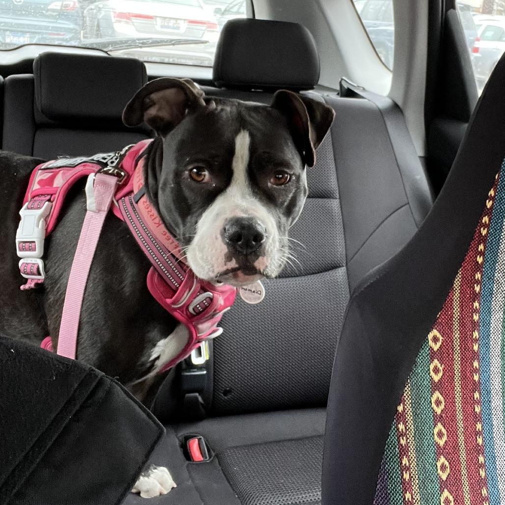 Enlarge Diamond, a Adoptable mixed breed in Normal, IL image 4/6