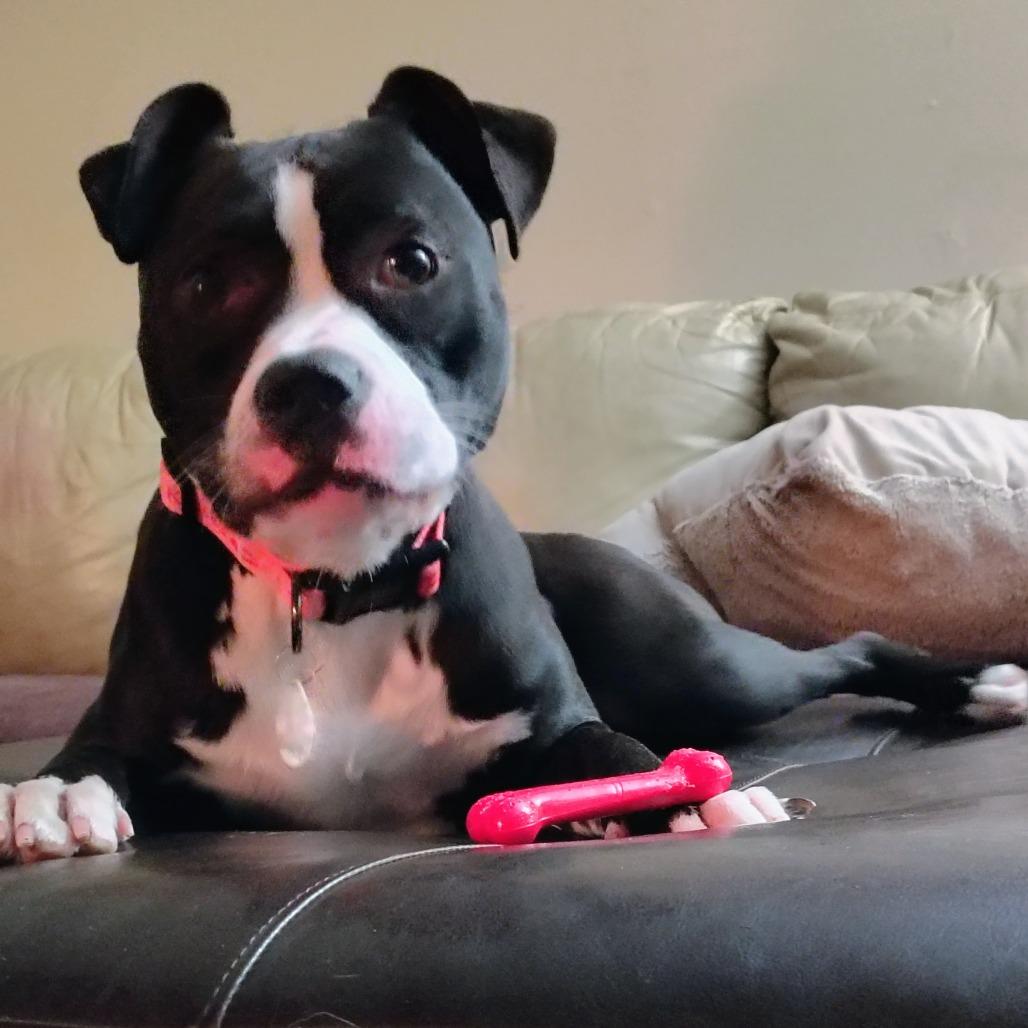 Enlarge Diamond, a Adoptable mixed breed in Normal, IL image 4/5