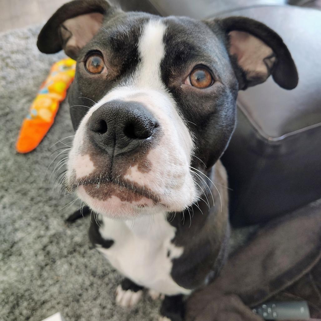 Enlarge Diamond, a Adoptable mixed breed in Normal, IL image 5/5