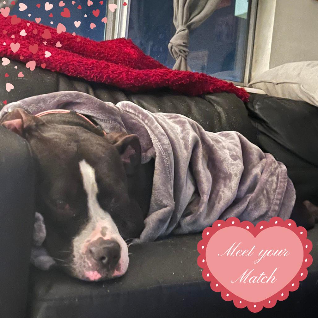 Diamond, a Adoptable mixed breed in Normal, IL image 6/6