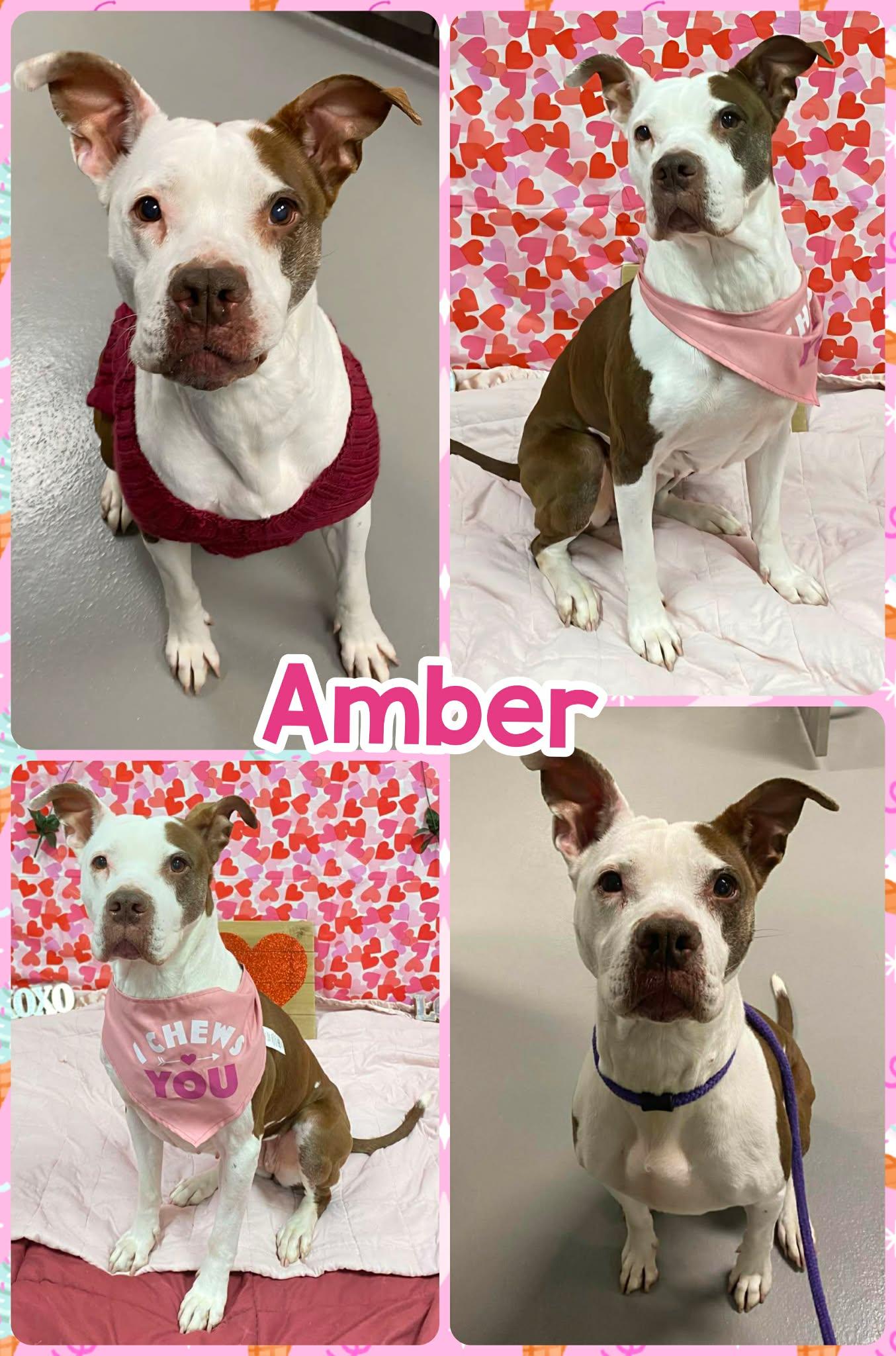 Amber, ADOPTABLE, Adult Female Pit Bull Terrier.