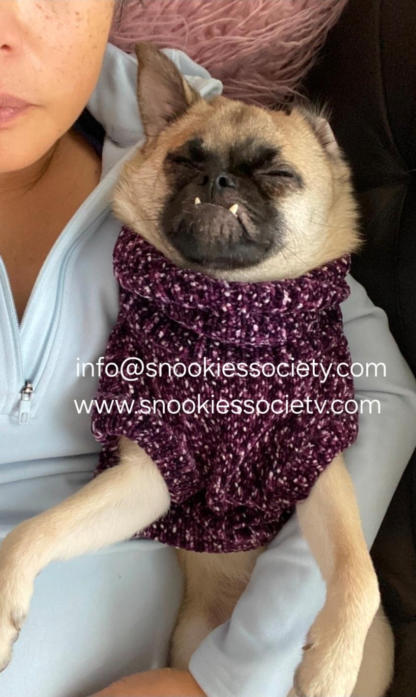 Teddy, a ADOPTABLE mixed breed in Toronto, ON image 3/6