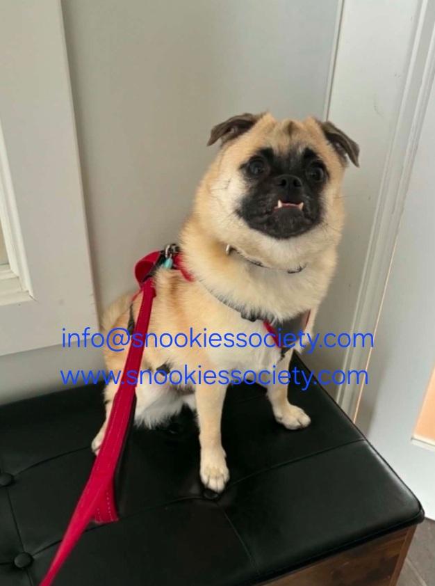 Teddy, a ADOPTABLE mixed breed in Toronto, ON image 4/6