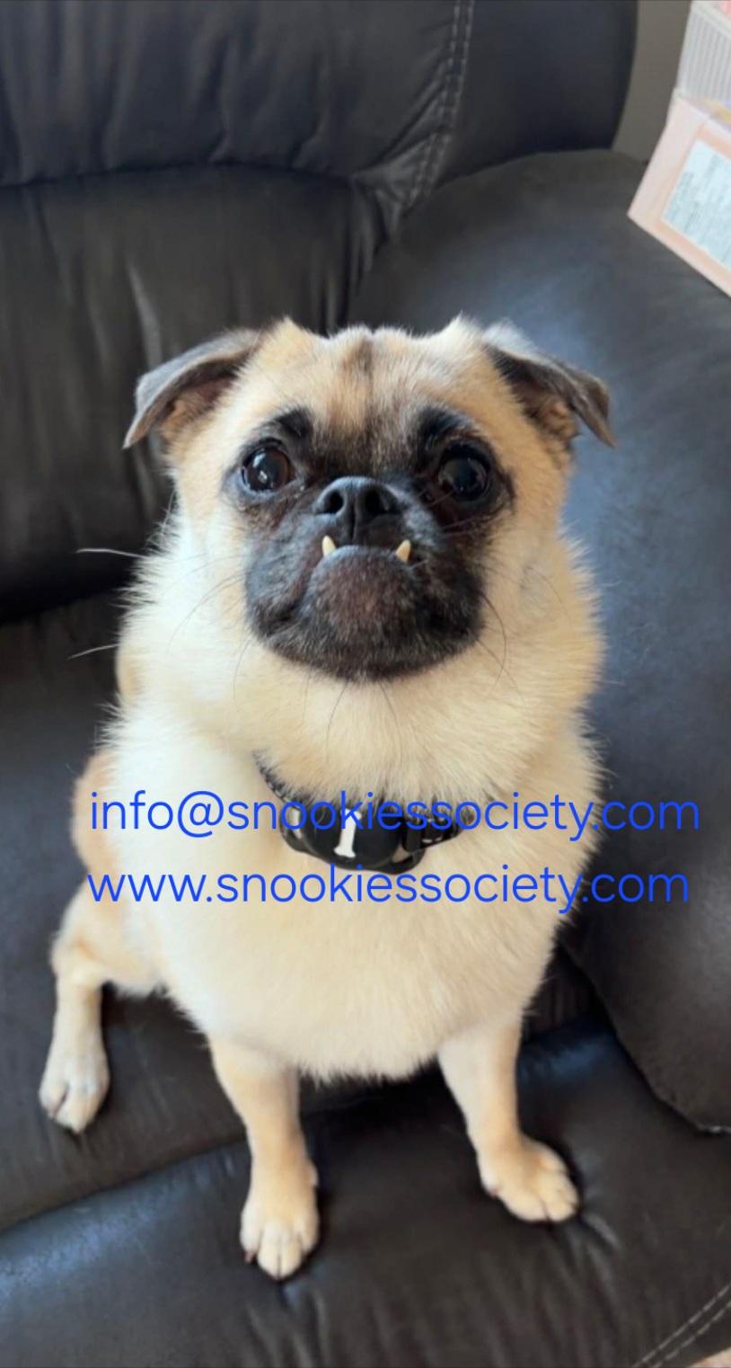 Teddy, a ADOPTABLE mixed breed in Toronto, ON image 2/6