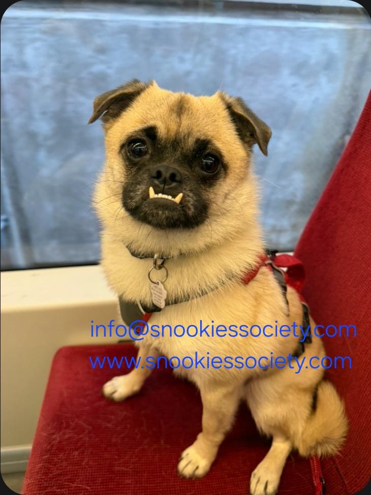 Teddy, ADOPTABLE, Young Male Pug & Chihuahua.