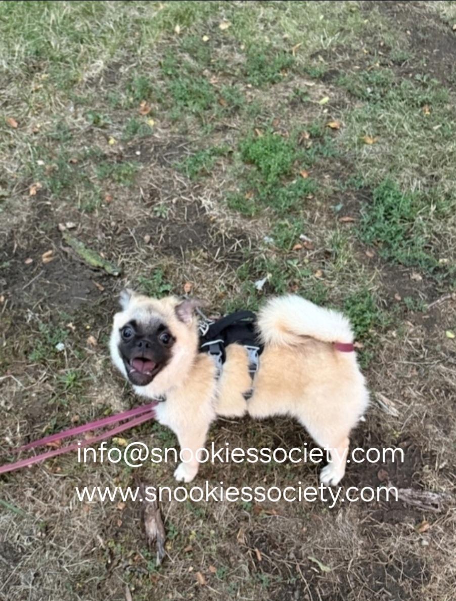 Teddy, a ADOPTABLE mixed breed in Toronto, ON image 5/6