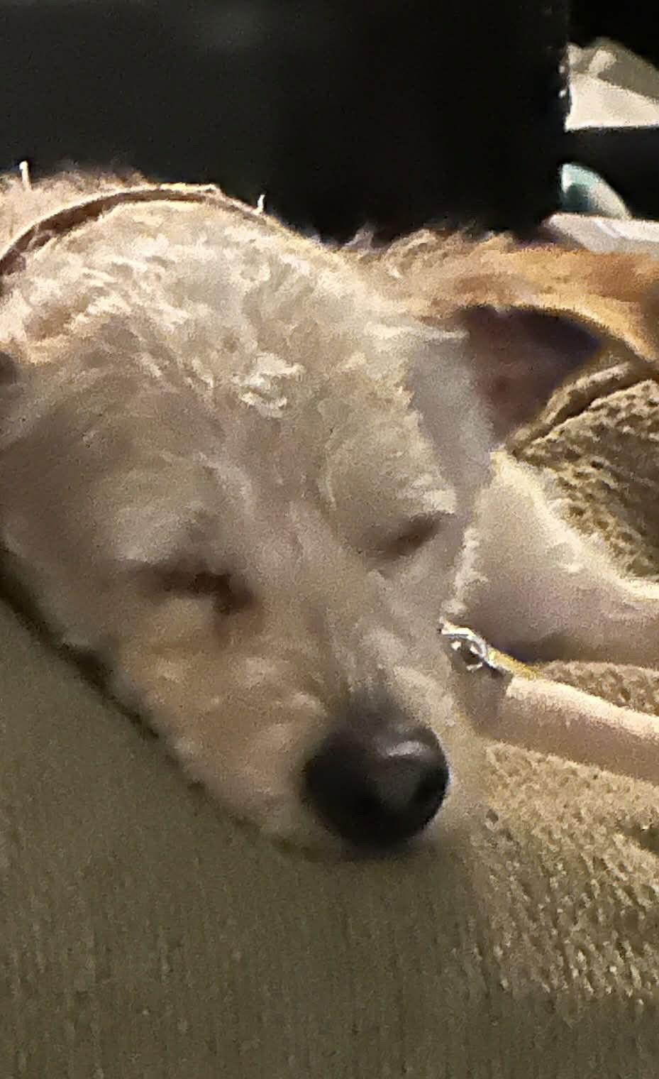 Scruffmuffun — thumbnail 2