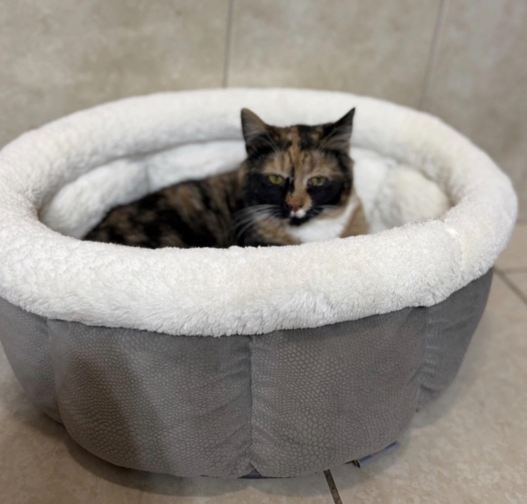 Enlarge Picasso, an adopted Domestic Short Hair in Naperville, IL image 2/6