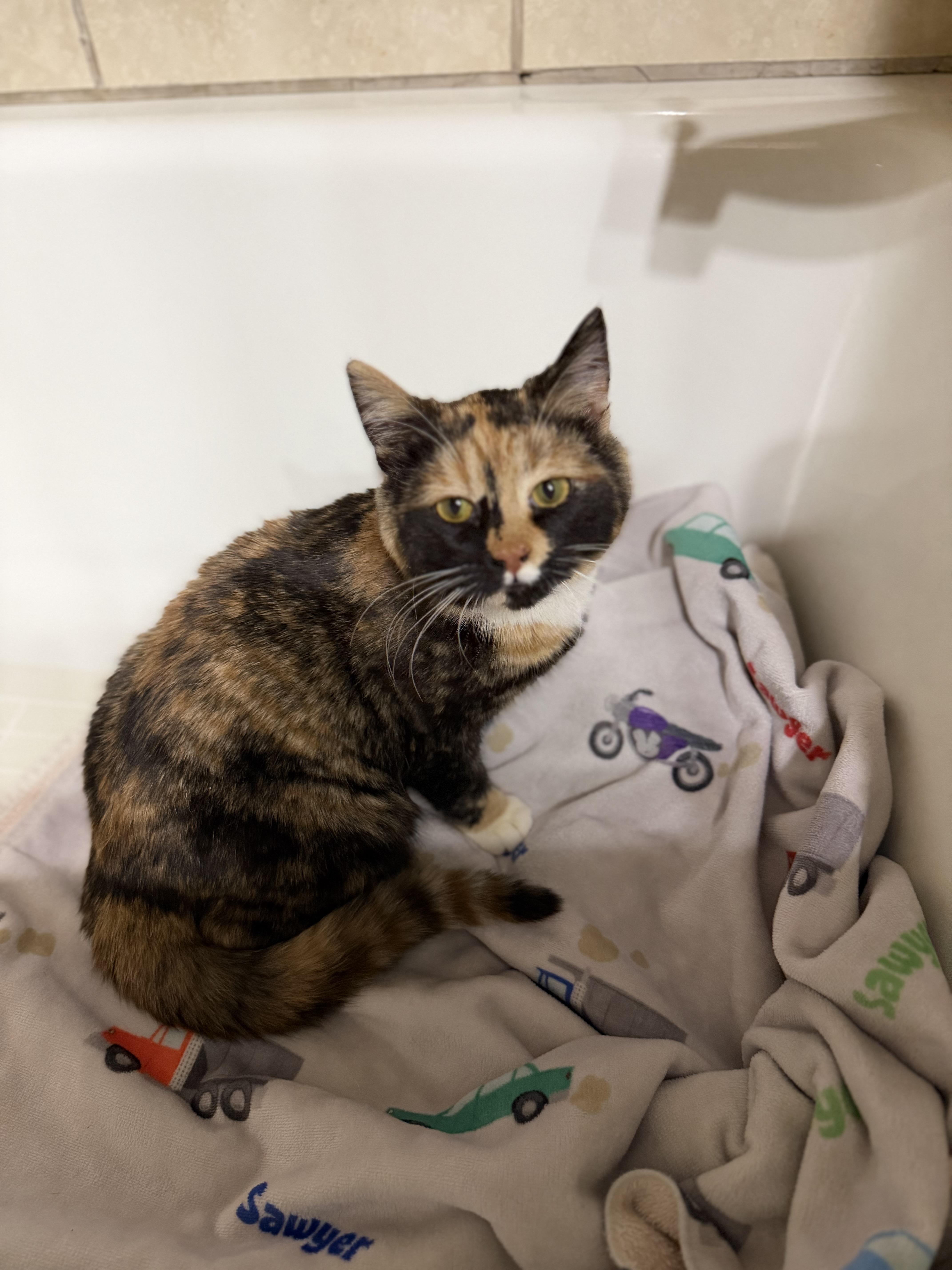 Enlarge Picasso, an adopted Domestic Short Hair in Naperville, IL image 6/6