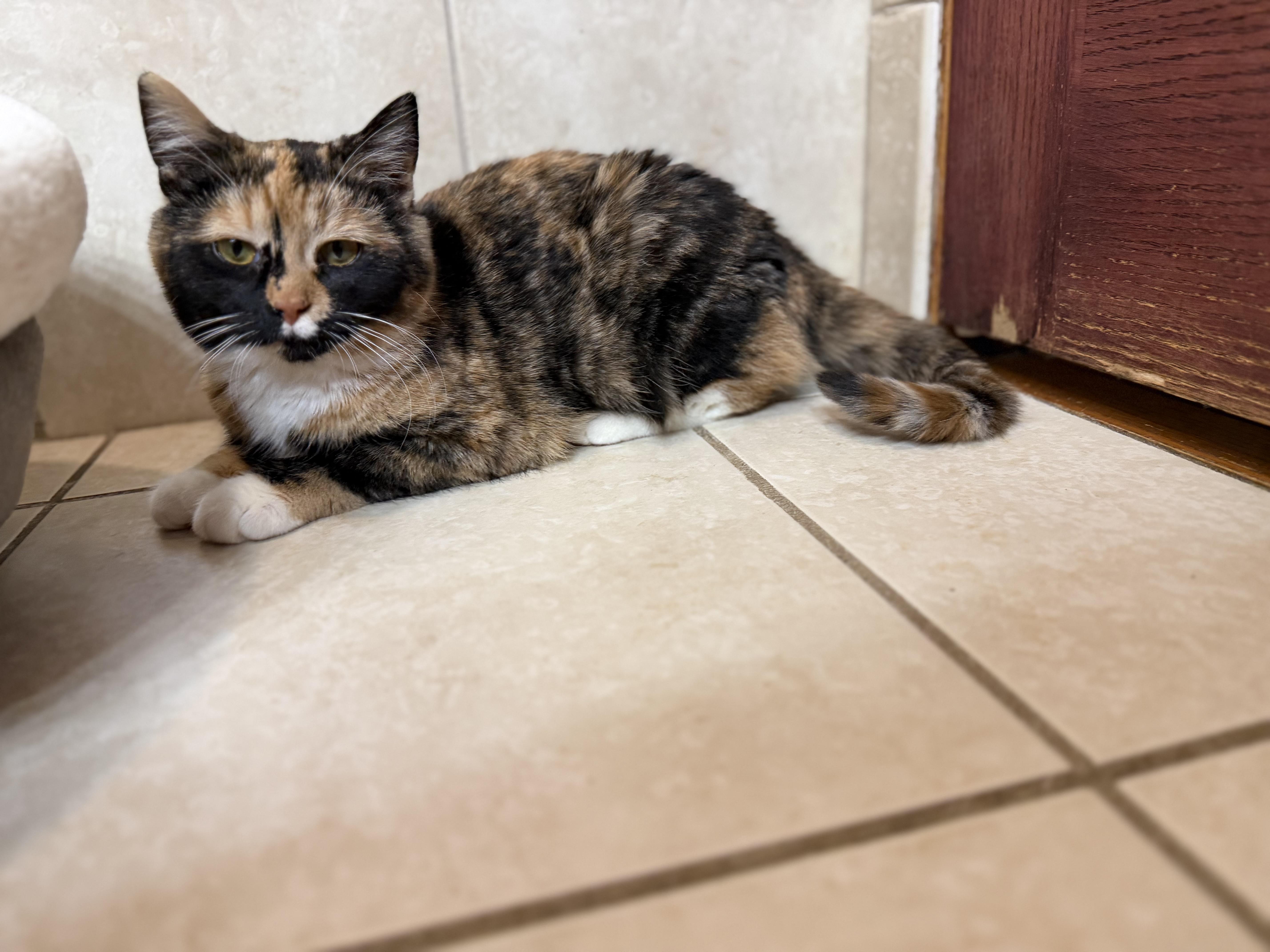 Enlarge Picasso, an adopted Domestic Short Hair in Naperville, IL image 5/6