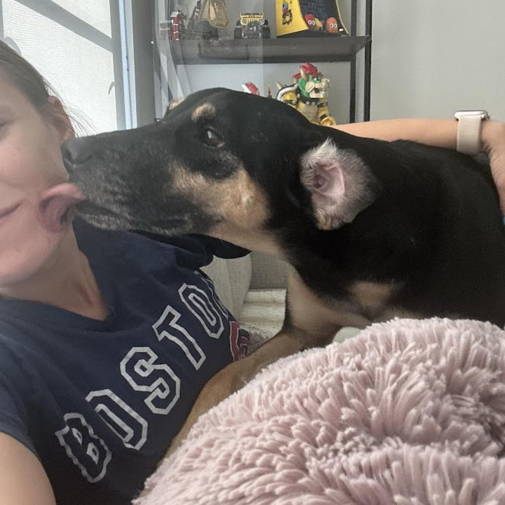 Enlarge Groot, a Adoptable mixed breed in La Plata, MD image 2/6