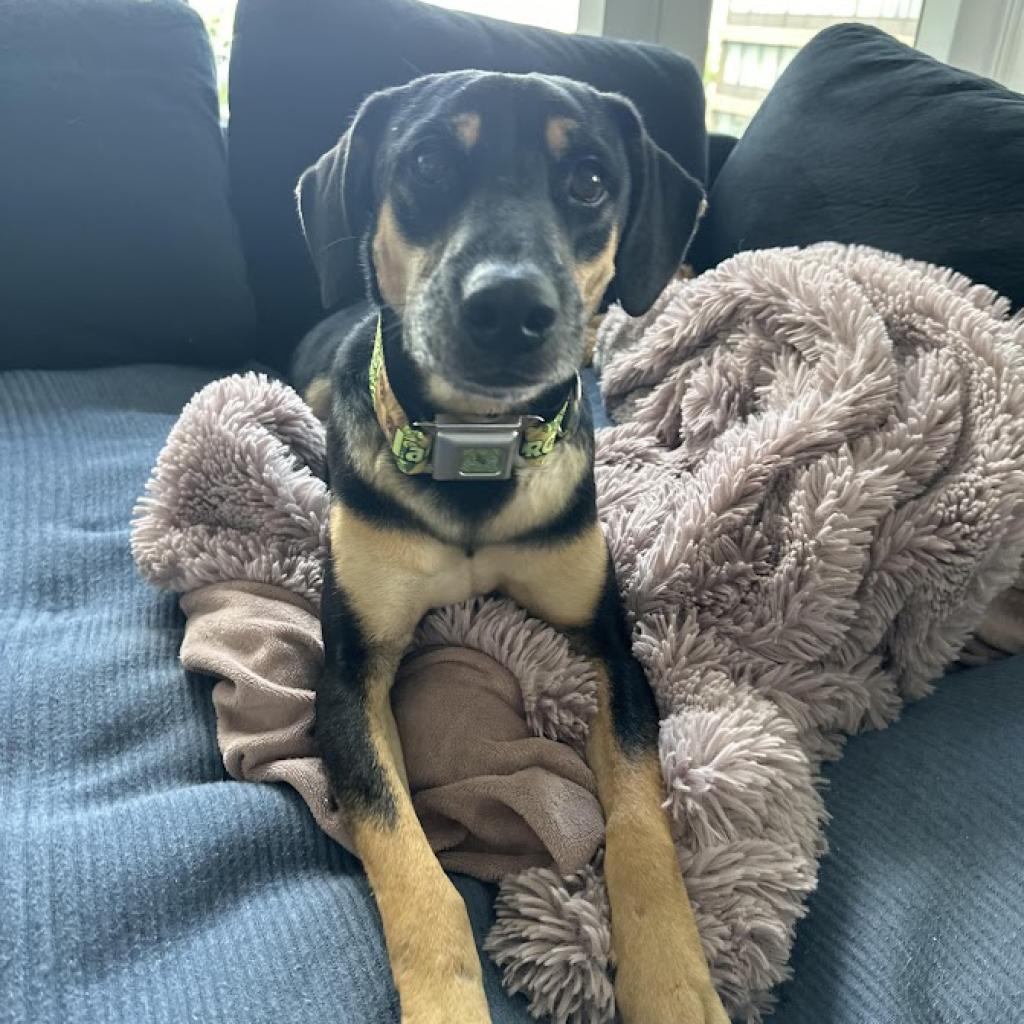 Enlarge Groot, a Adoptable mixed breed in La Plata, MD image 3/6