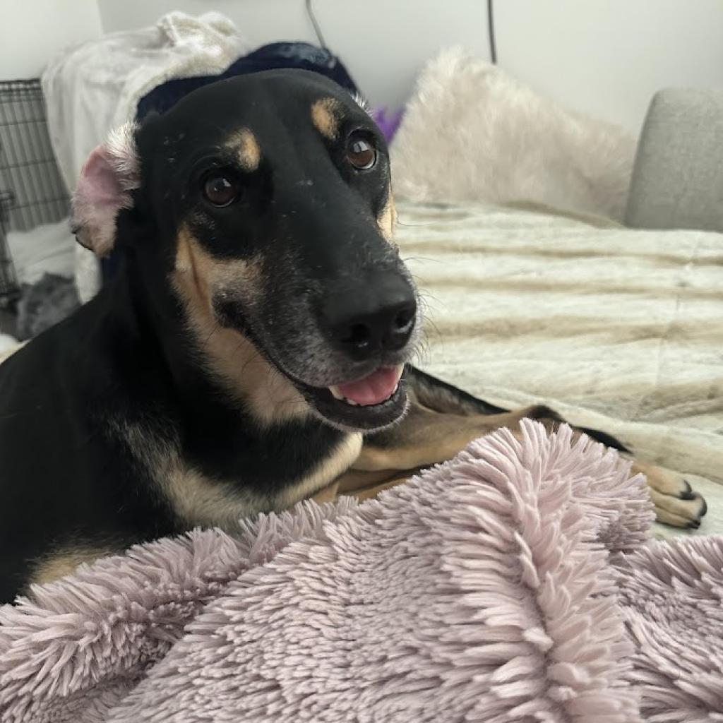 Enlarge Groot, a Adoptable mixed breed in La Plata, MD image 5/6