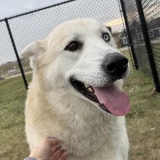 Sophie, a Adopted mixed breed in Mount Pleasant, IA image 1/4