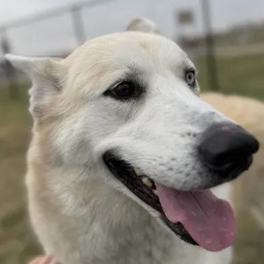 Sophie, a Adopted mixed breed in Mount Pleasant, IA image 2/4