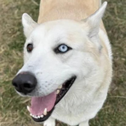 Sophie, a Adopted mixed breed in Mount Pleasant, IA image 3/4