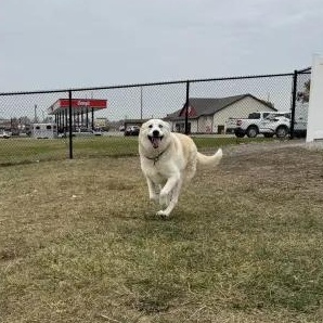 Sophie, a Adopted mixed breed in Mount Pleasant, IA image 4/4