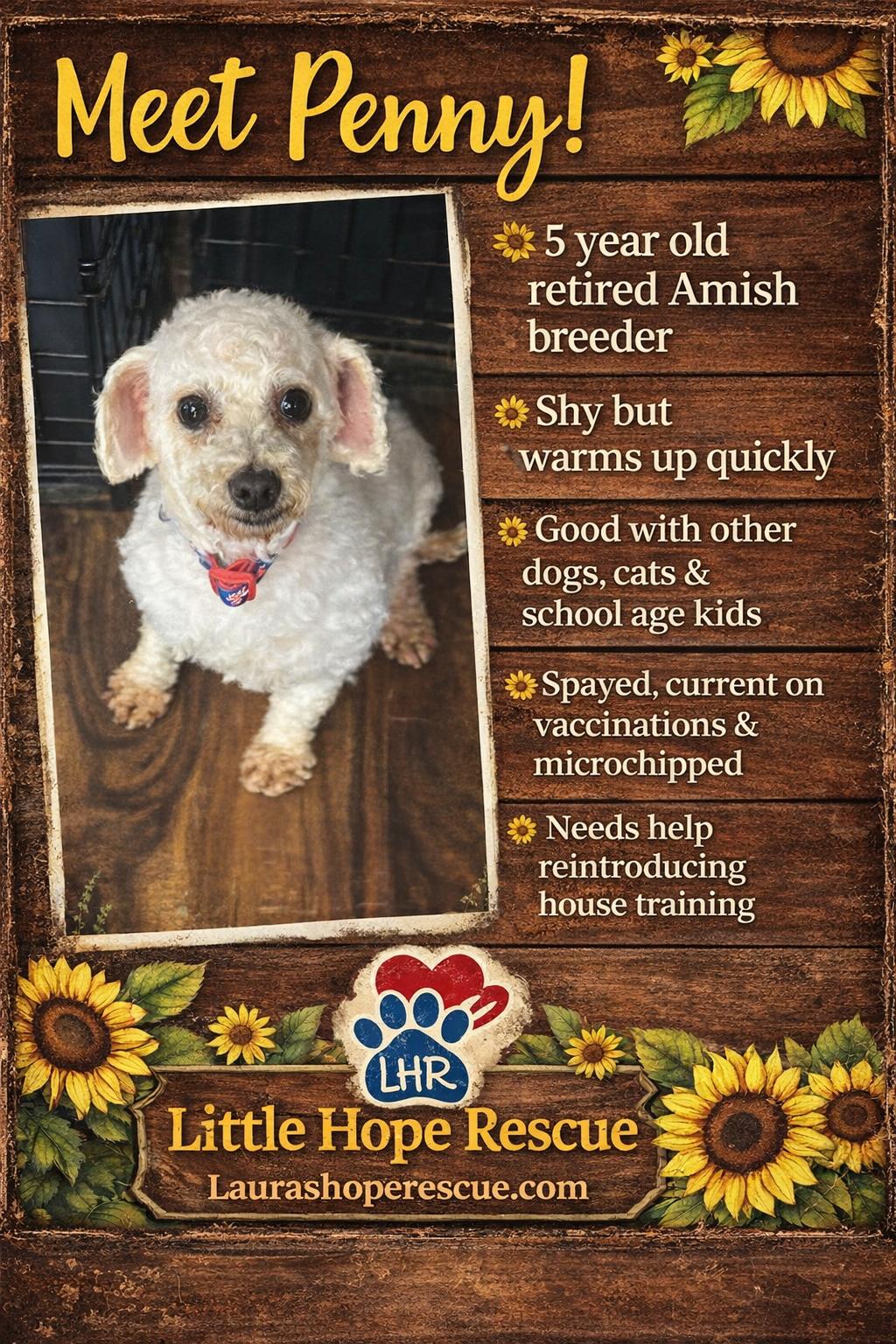 Penny, ADOPTABLE, Adult Female Bichon Frise.