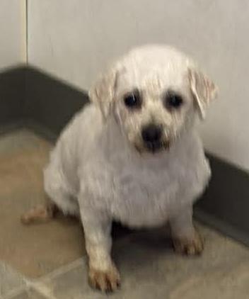 Enlarge Penny, a ADOPTABLE Bichon Frise in Hop Bottom, PA image 2/2