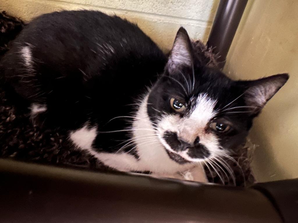 Helen, Adoptable, Senior Female Domestic Short Hair.