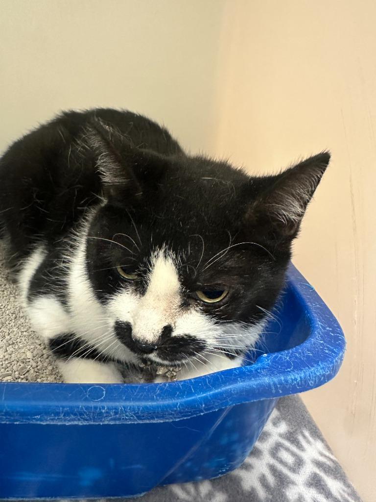 Enlarge Helen, a Adoptable mixed breed in Blountville, TN image 1/2