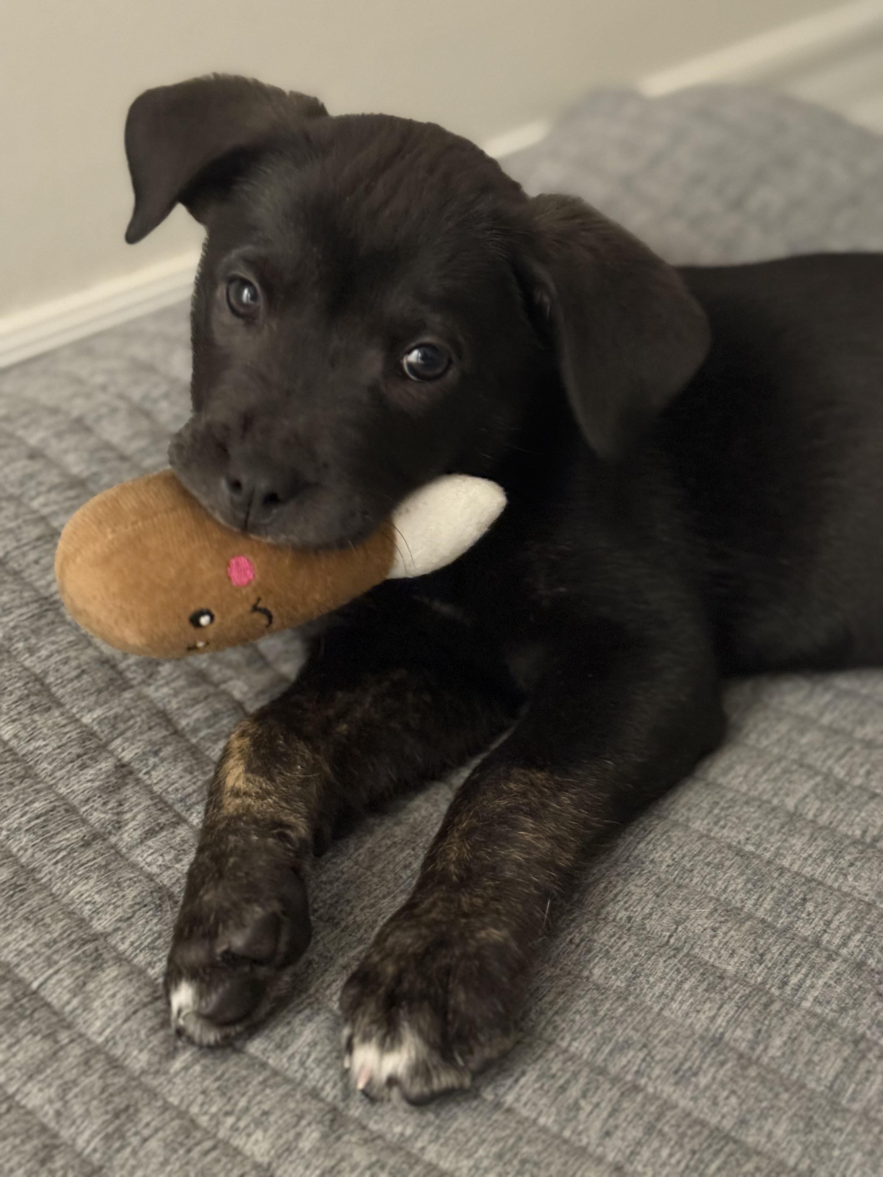 Enlarge Genevieve, a Adopted mixed breed in Guelph, ON image 3/4