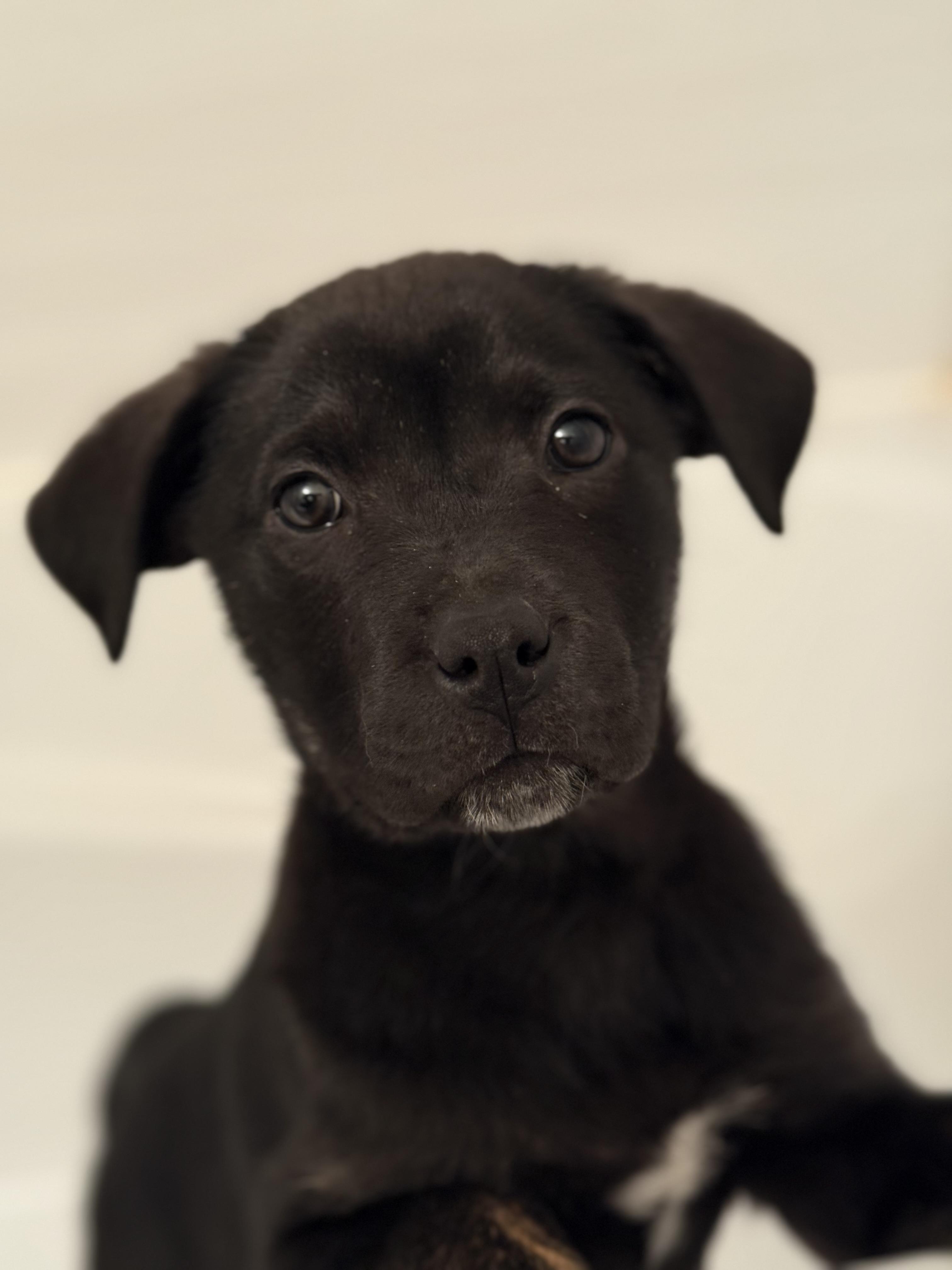 Enlarge Genevieve, a Adopted mixed breed in Guelph, ON image 1/4