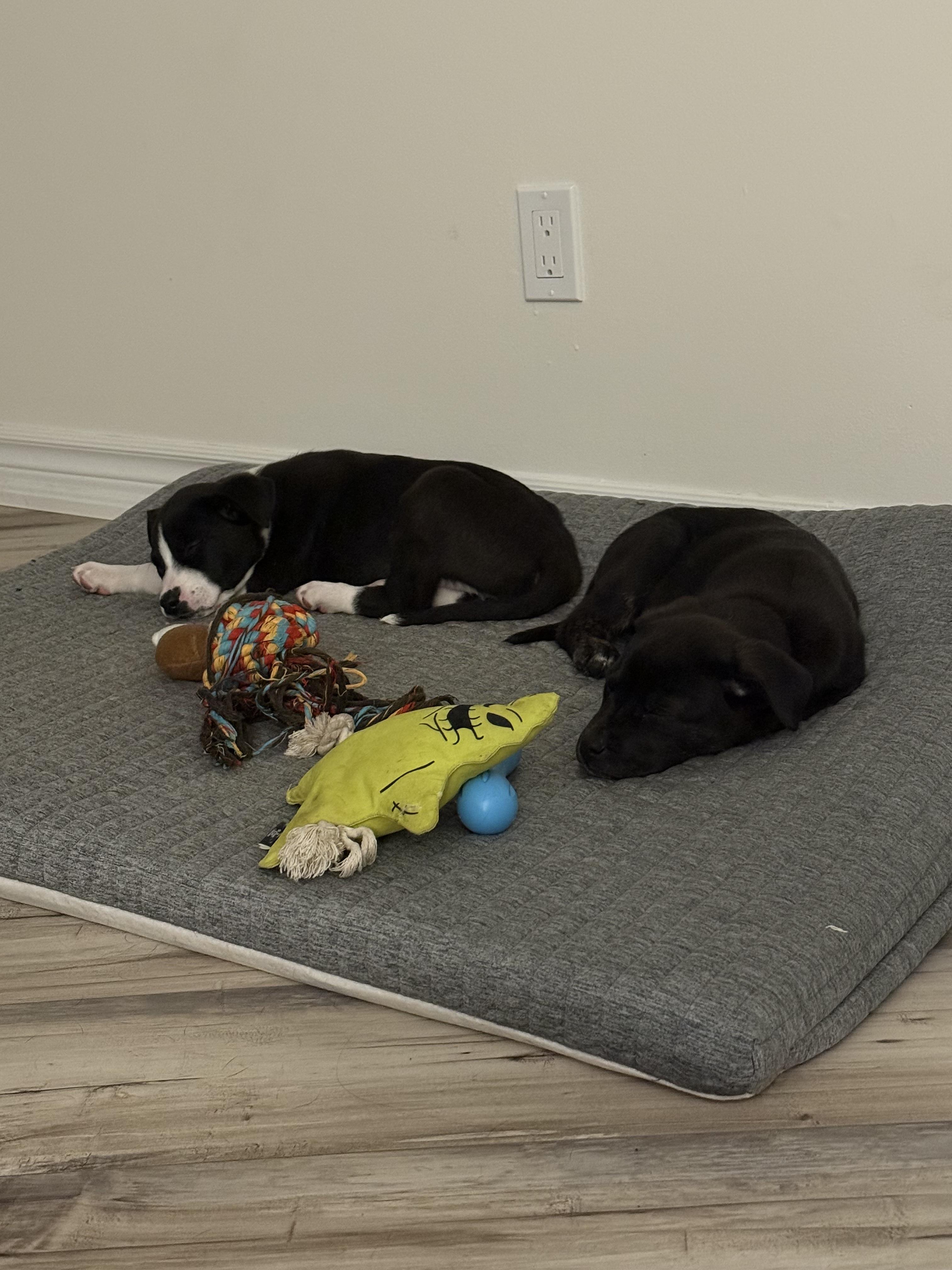 Enlarge Genevieve, a Adopted mixed breed in Guelph, ON image 4/4