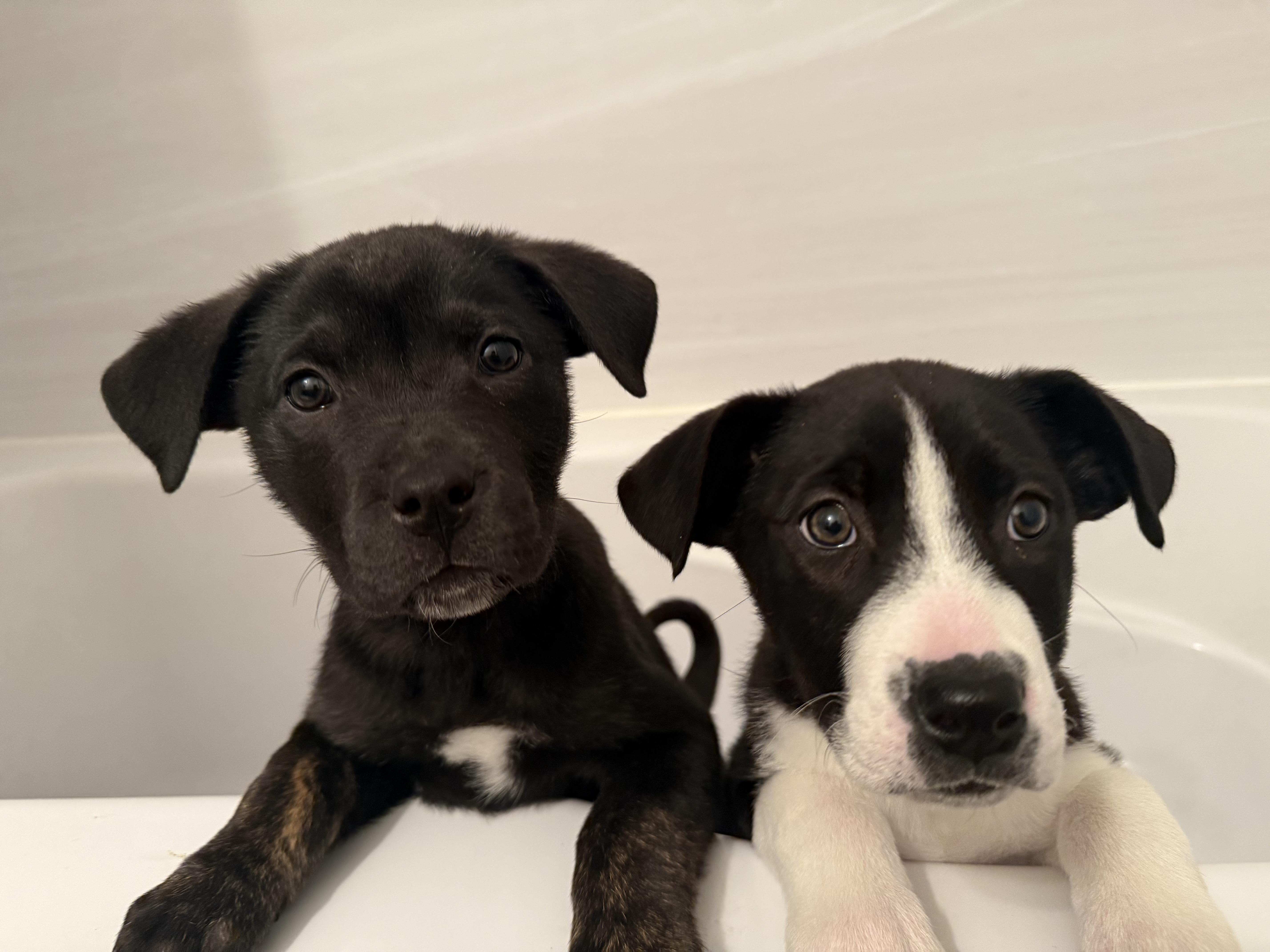 Enlarge Genevieve, a Adopted mixed breed in Guelph, ON image 2/4