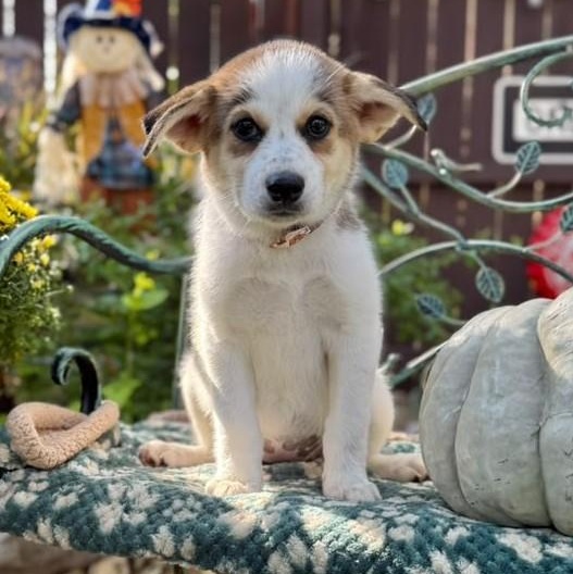 Enlarge Maisy, a Adoptable mixed breed in Poughkeepsie, NY image 4/6