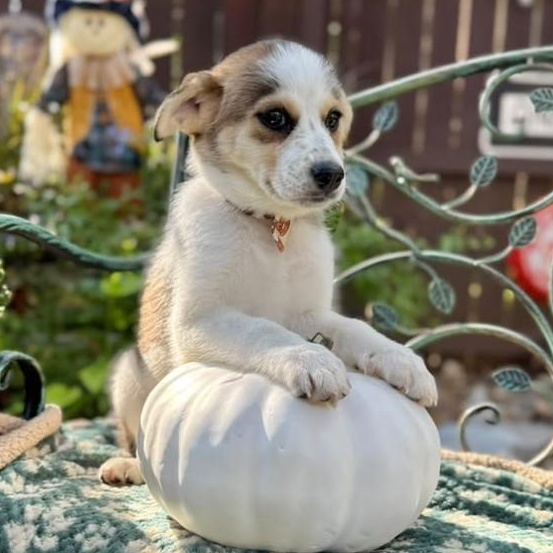 Enlarge Maisy, a Adoptable mixed breed in Poughkeepsie, NY image 5/6