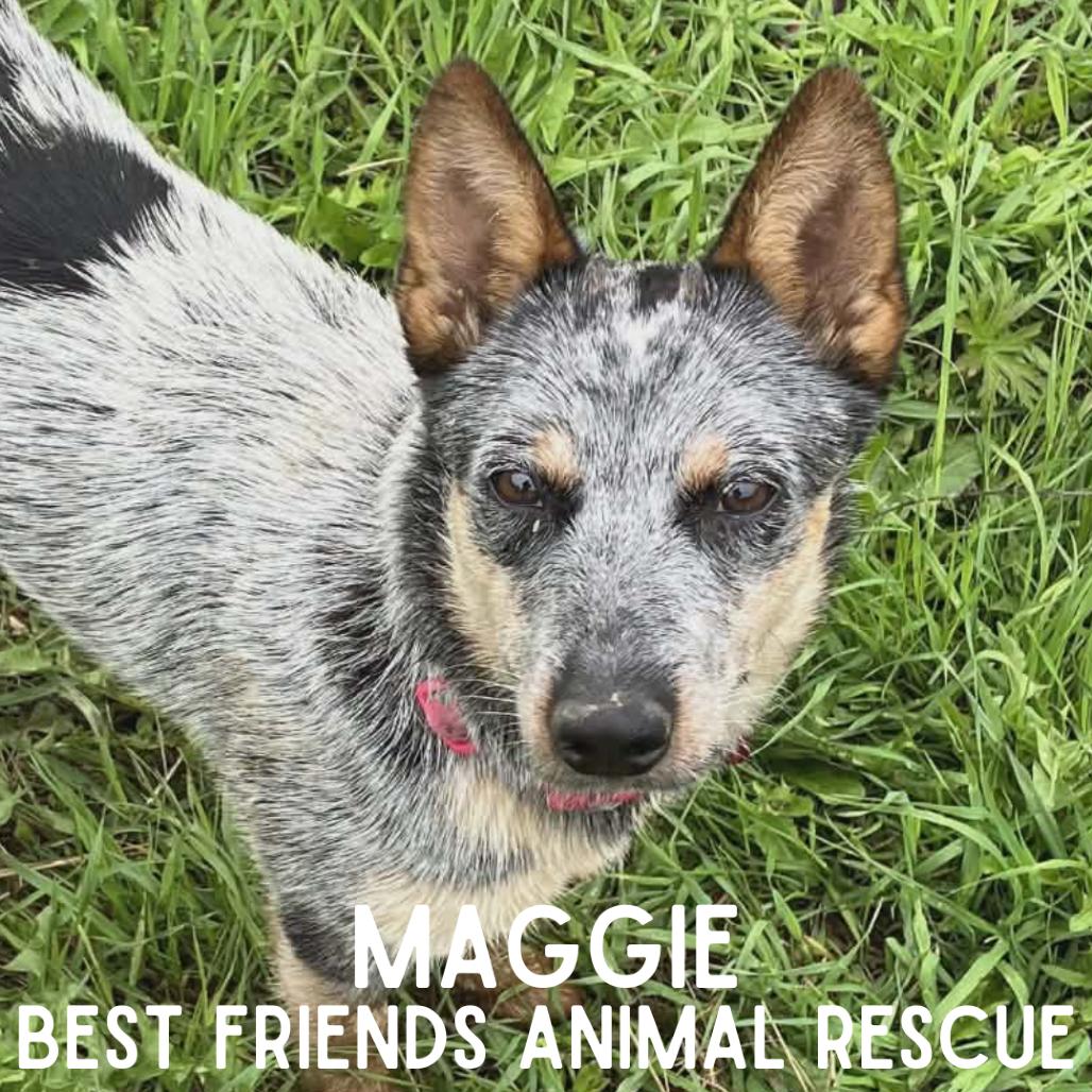 Maggie, Adoptable, Adult Female Australian Cattle Dog / Blue Heeler.