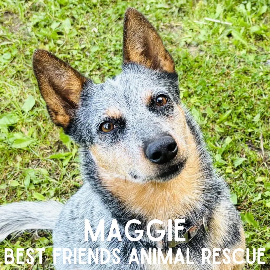 Enlarge Maggie, a Adoptable Australian Cattle Dog / Blue Heeler in Wasilla, AK image 2/2