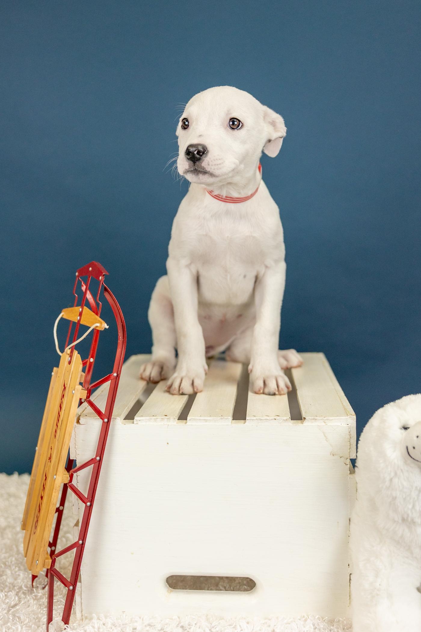 Enlarge 14-26, a ADOPTABLE Pit Bull Terrier in Brighton, CO image 1/1