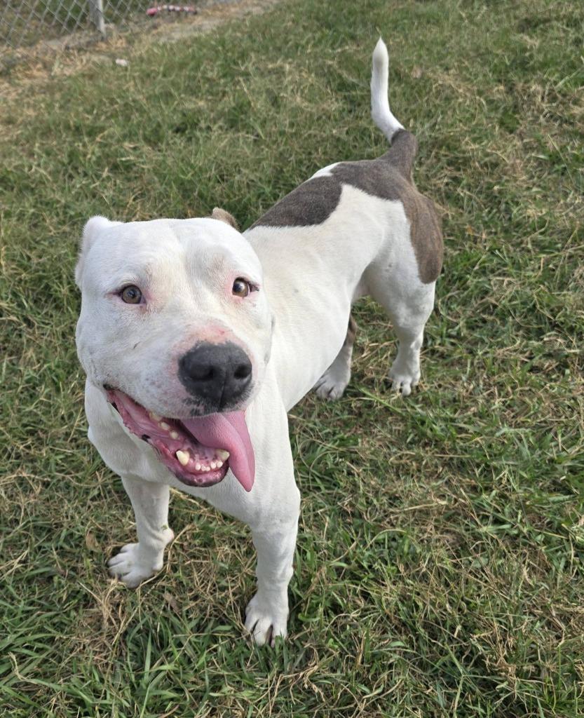 Lance, Adoptable, Young Male Pit Bull Terrier.