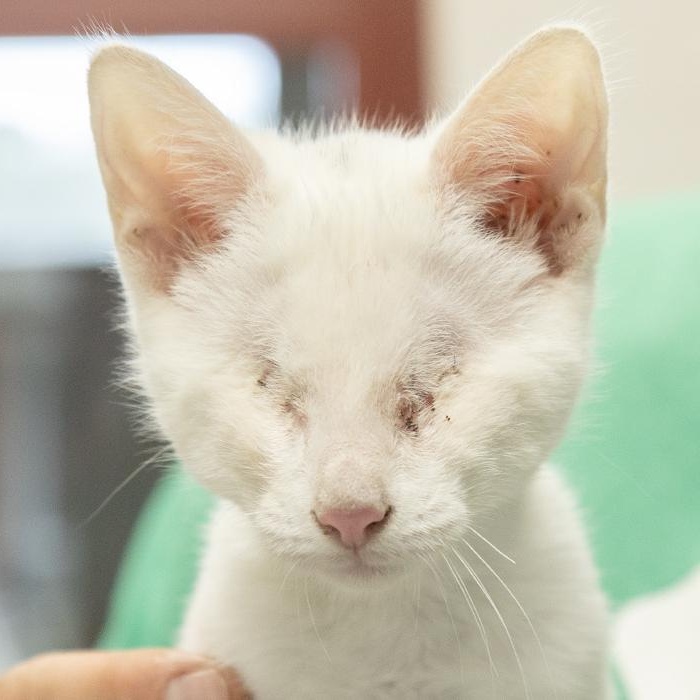 Enlarge Casper, an adopted Domestic Short Hair in Slidell, LA image 1/2