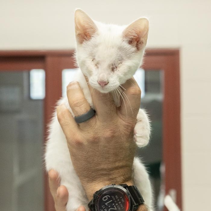 Enlarge Casper, an adopted Domestic Short Hair in Slidell, LA image 2/2