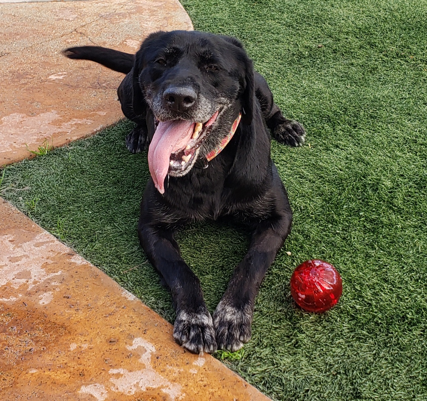 Ava, a Adoptable Labrador Retriever in Brea, CA image 1/12