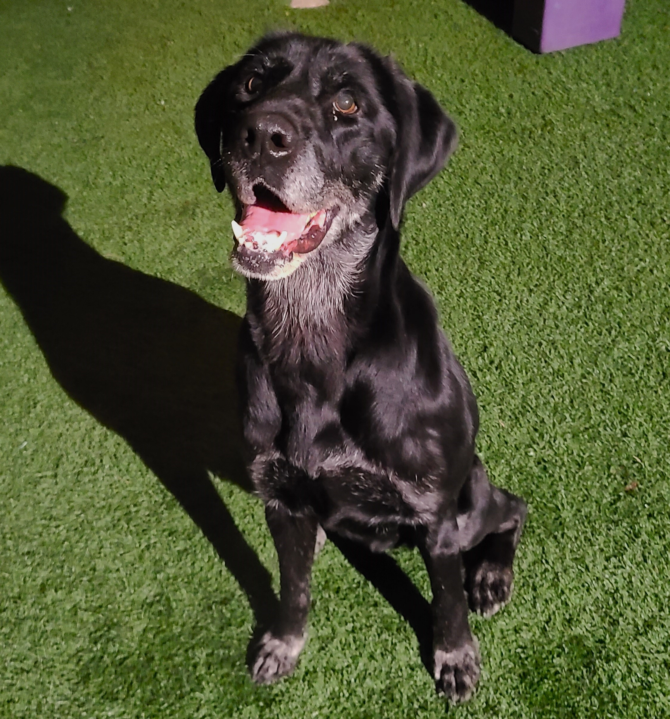 Ava, a Adoptable Labrador Retriever in Brea, CA image 2/12