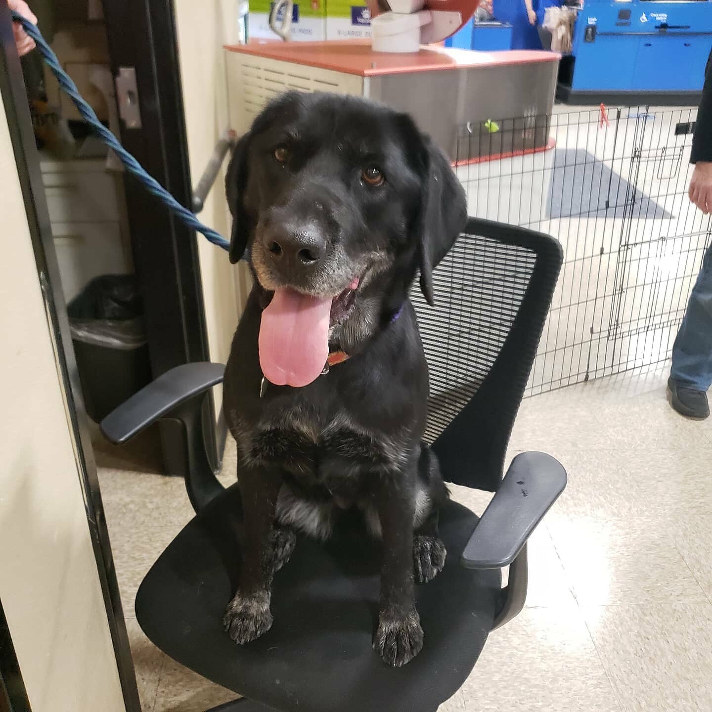 Ava, a Adoptable Labrador Retriever in Brea, CA image 3/12