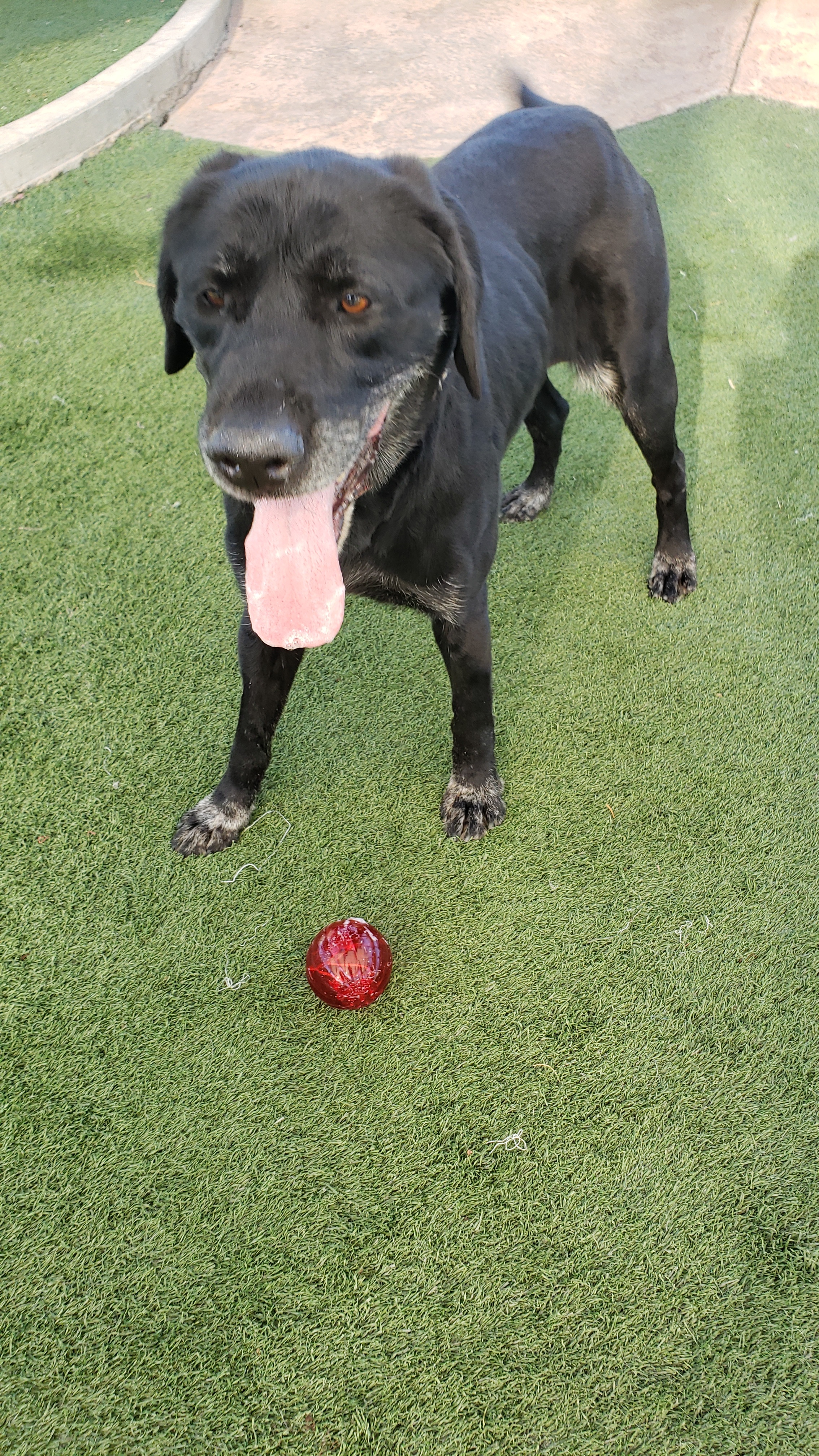 Ava, a Adoptable Labrador Retriever in Brea, CA image 4/12