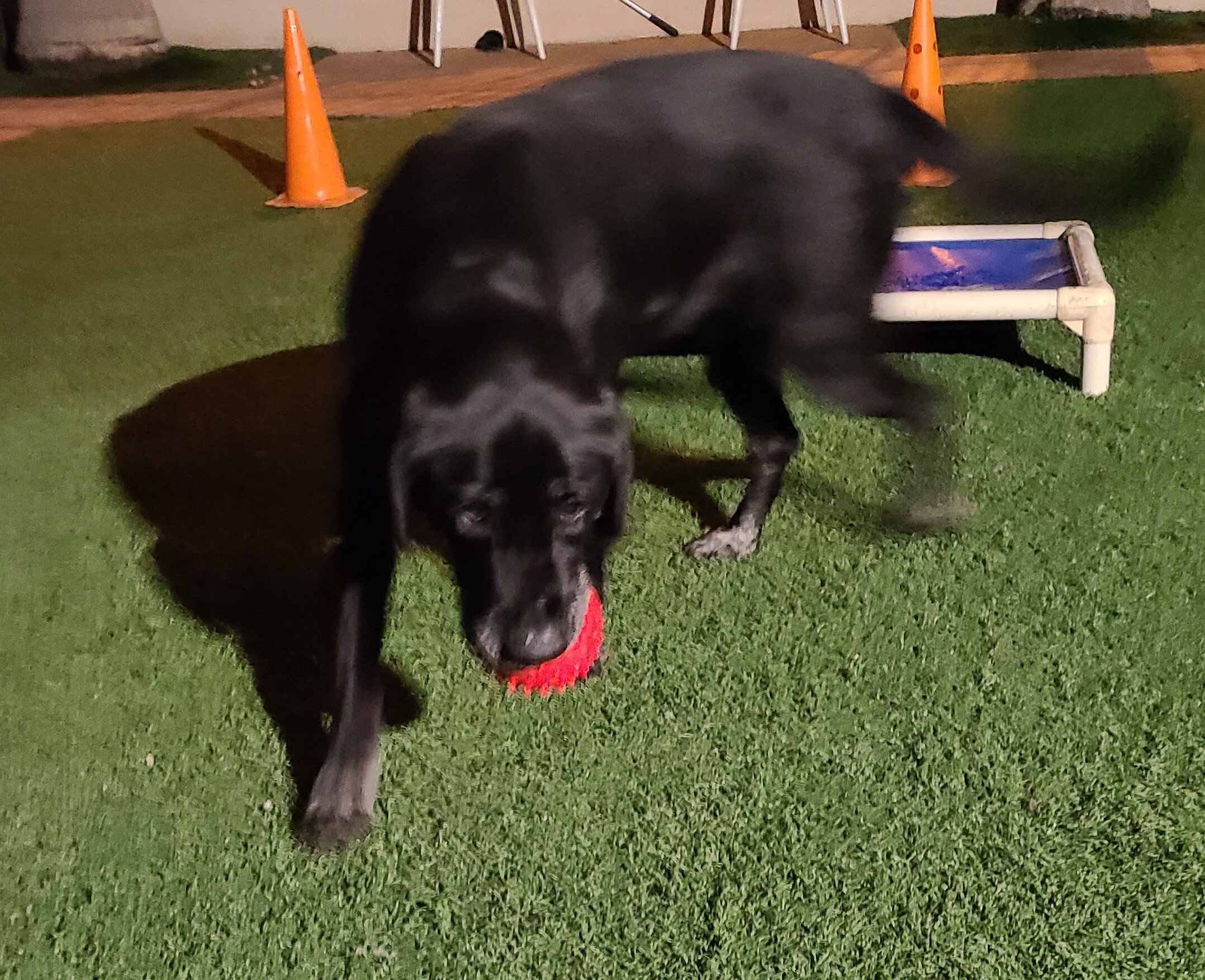 Ava, a Adoptable Labrador Retriever in Brea, CA image 5/12