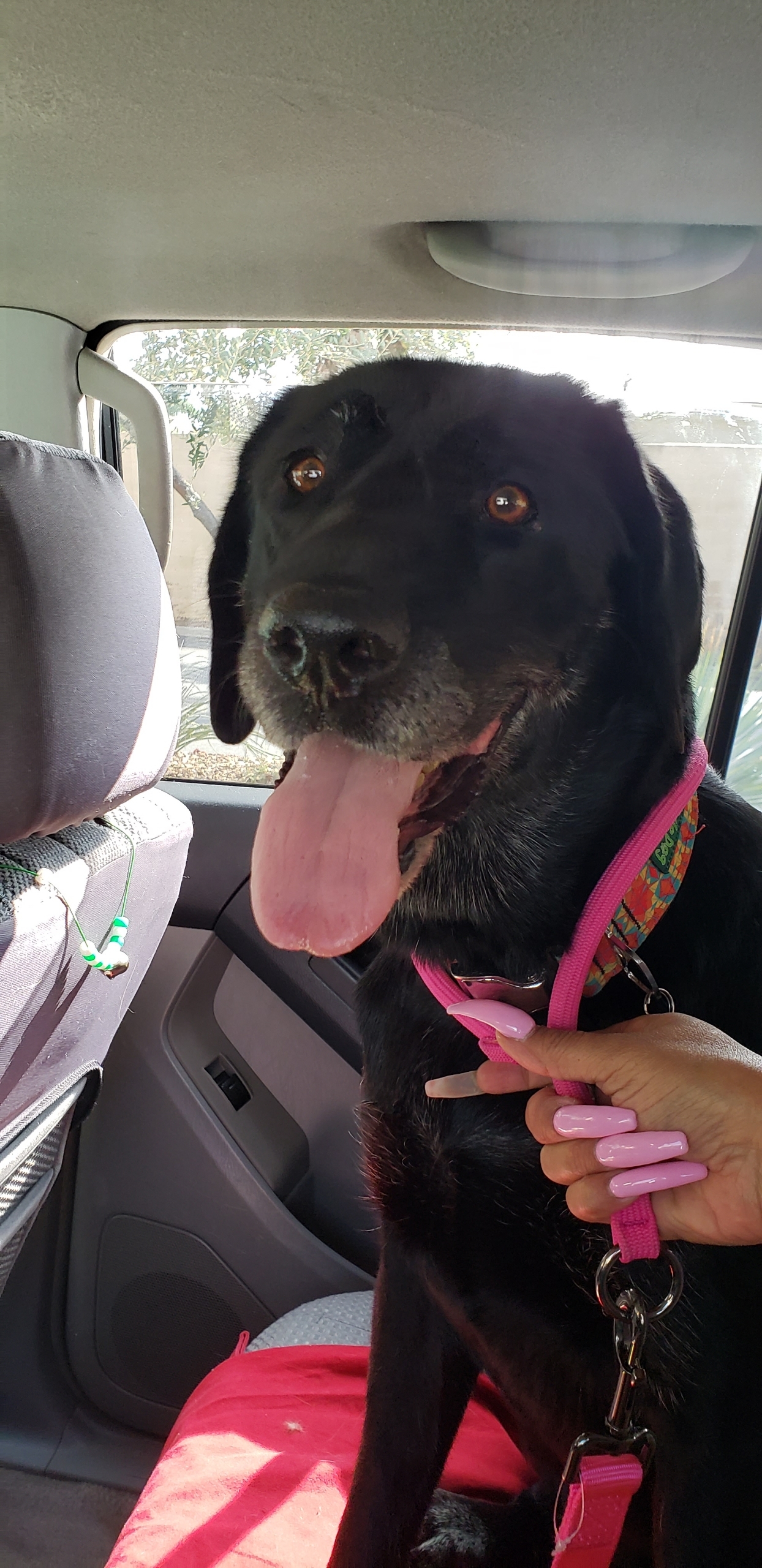 Ava, a Adoptable Labrador Retriever in Brea, CA image 6/12