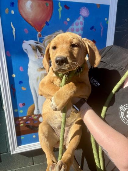 25-165 Destiny, Adoptable, Puppy Female Labrador Retriever & Hound.