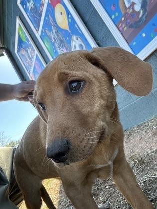 Enlarge 25-165 Destiny, a Adoptable mixed breed in Barnesville, GA image 2/3