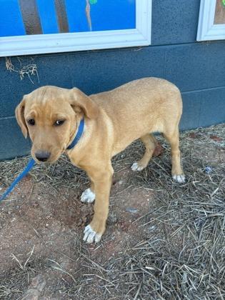 Enlarge 25-165 Destiny, a Adoptable mixed breed in Barnesville, GA image 3/3