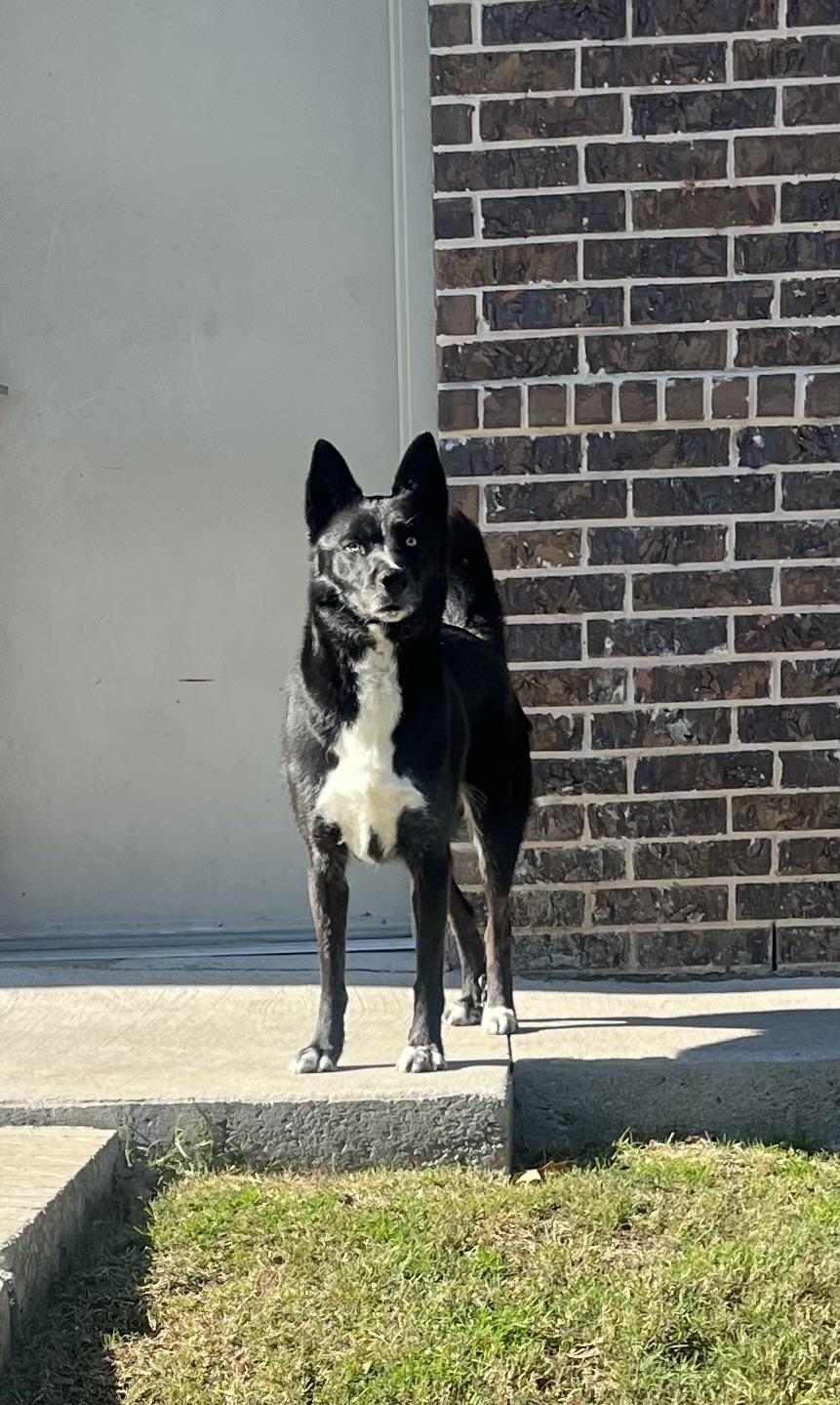 Enlarge Sake J, a Adoptable mixed breed in Dallas, TX image 1/3