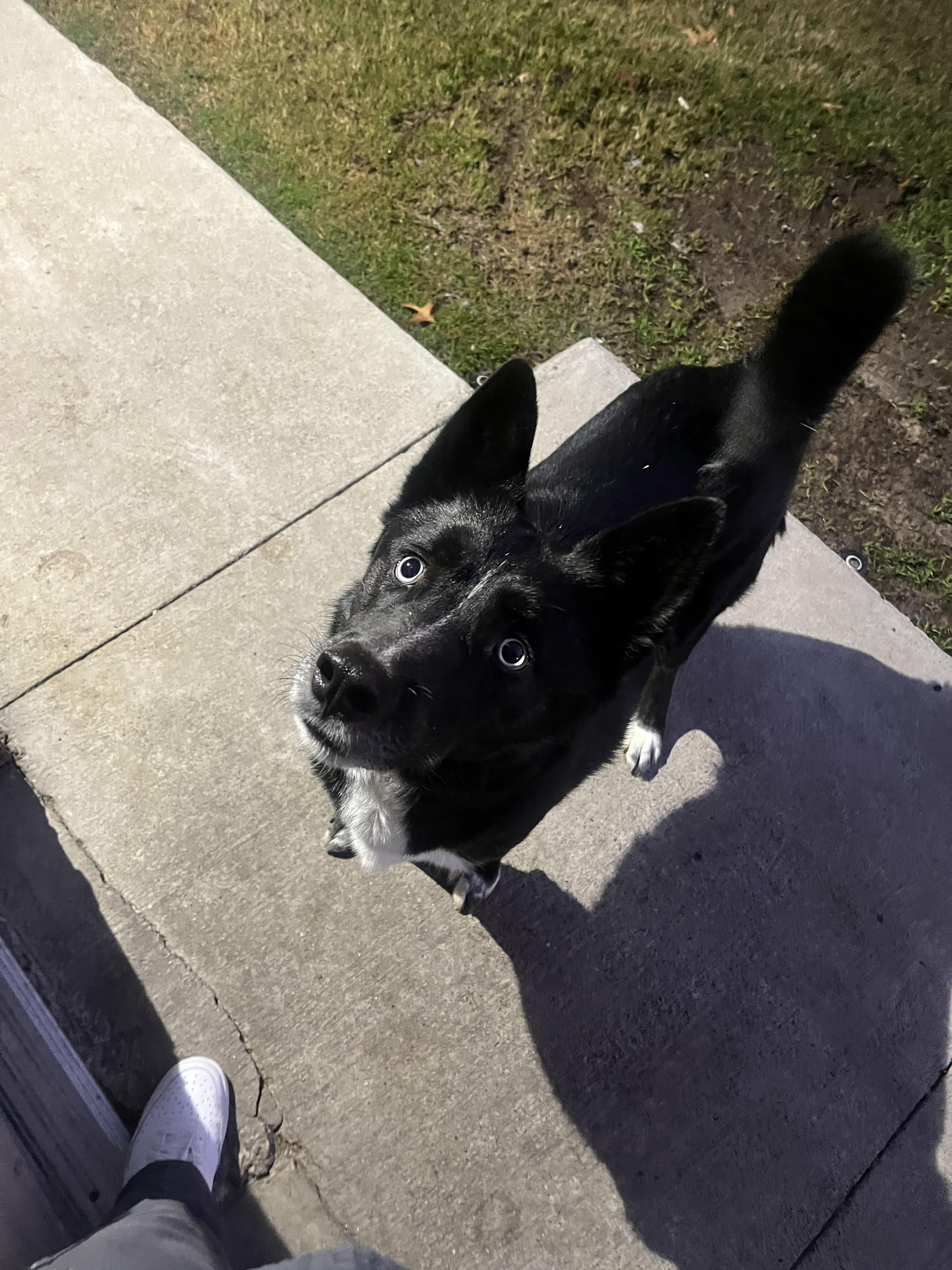 Enlarge Sake J, a Adoptable mixed breed in Dallas, TX image 2/3