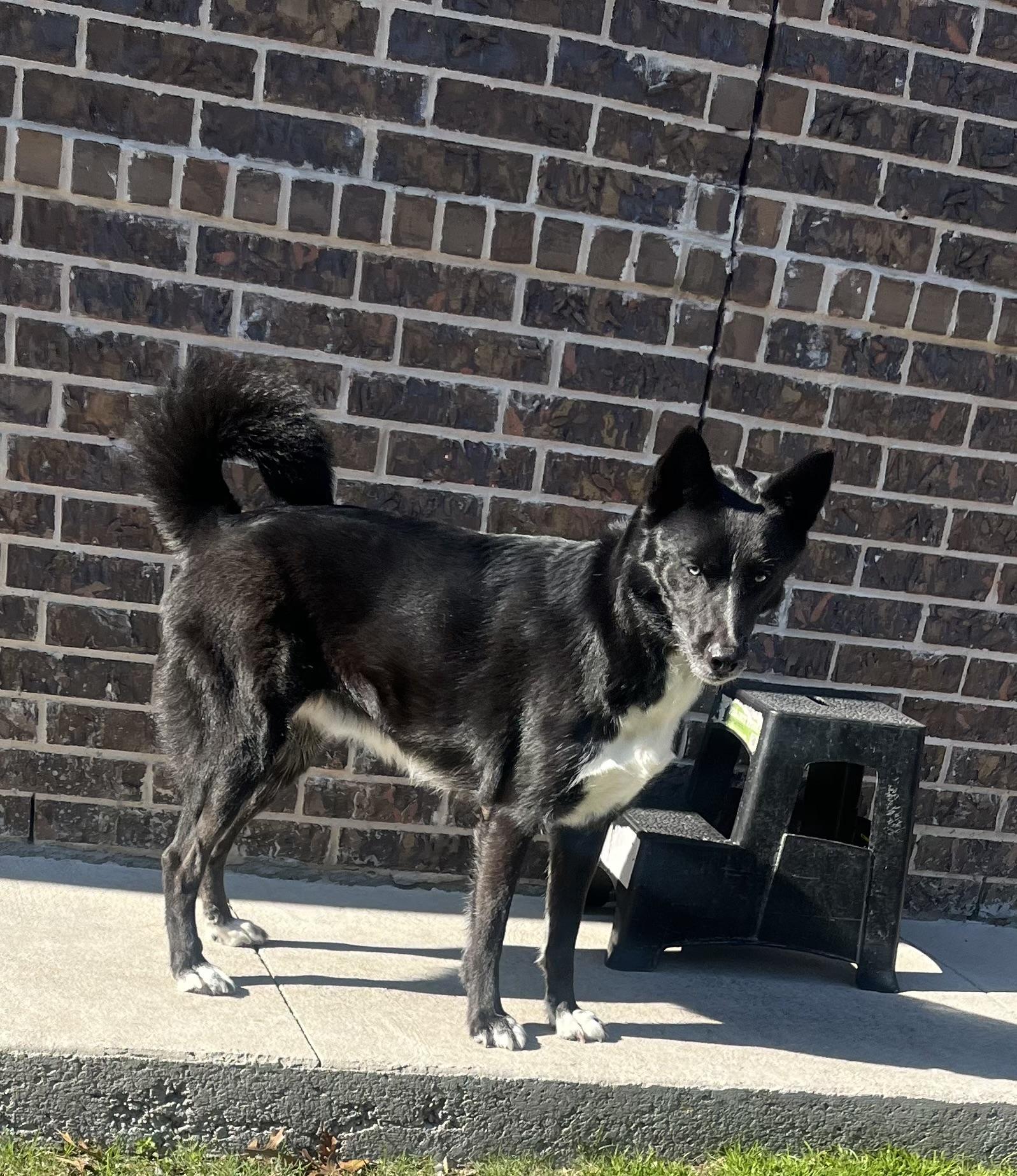 Enlarge Sake J, a Adoptable mixed breed in Dallas, TX image 3/3